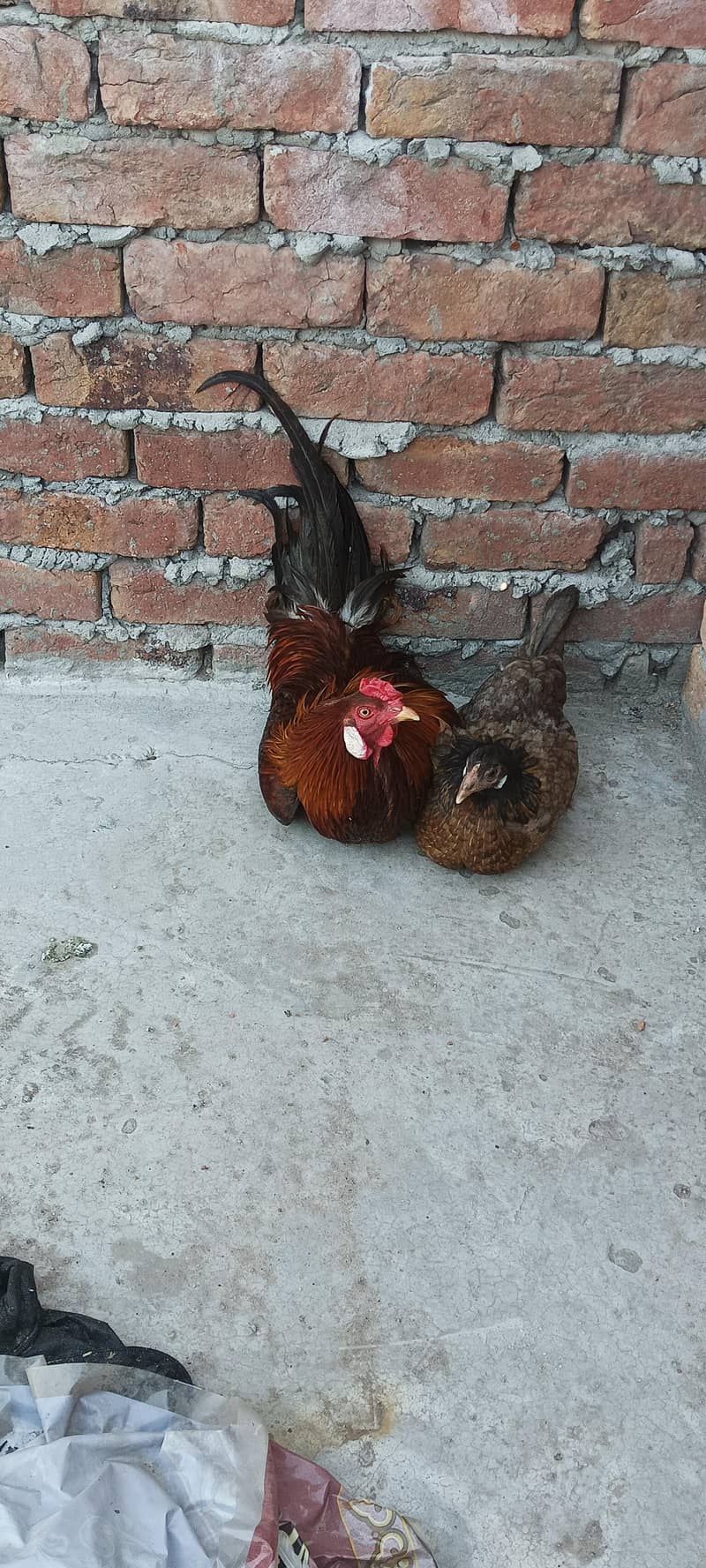 Desi hens pair 4
