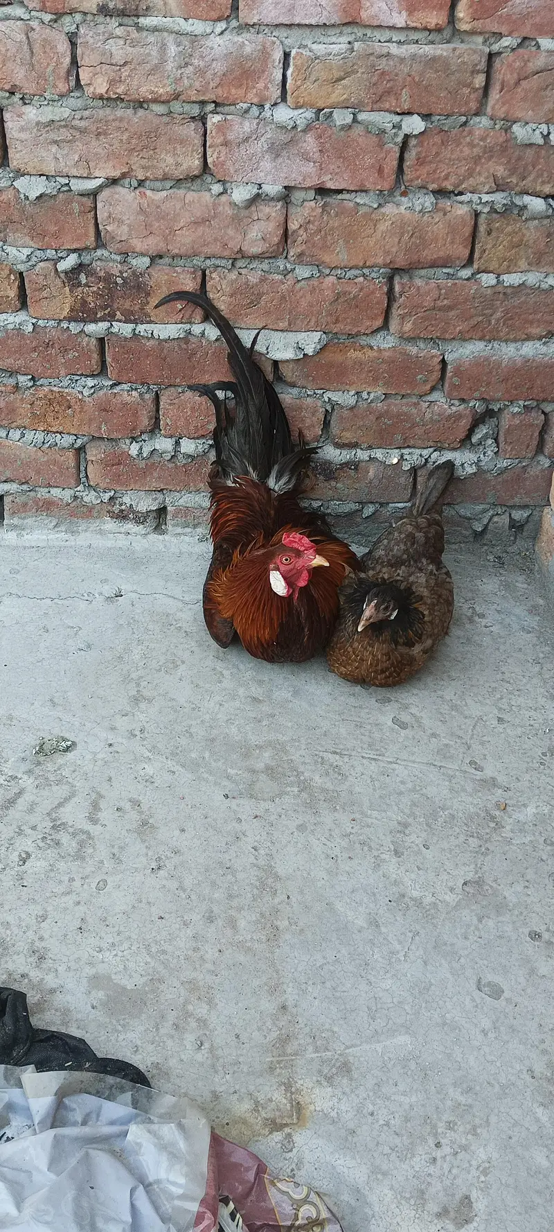 Desi hens pair — photo 5