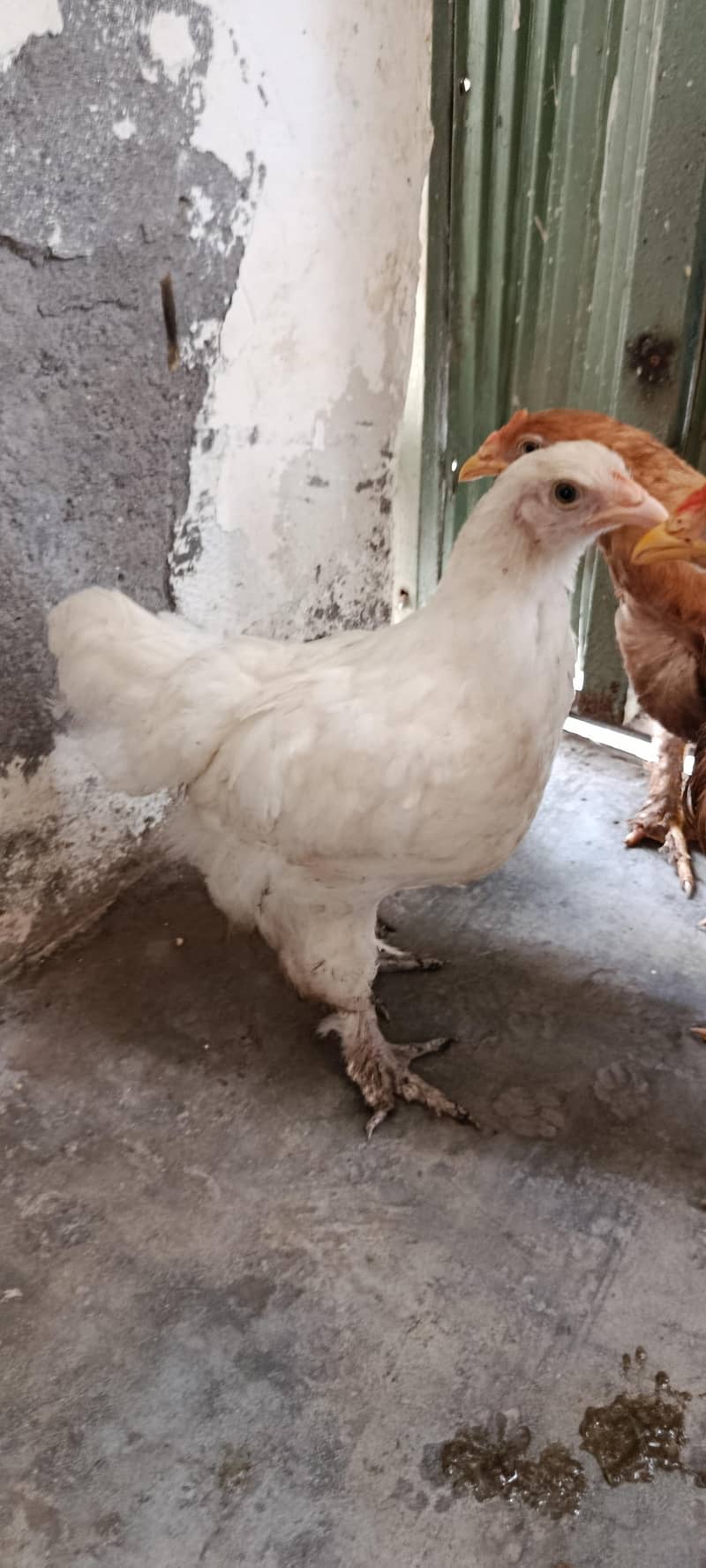 Golden heavy buff. . . 03067901675 0
