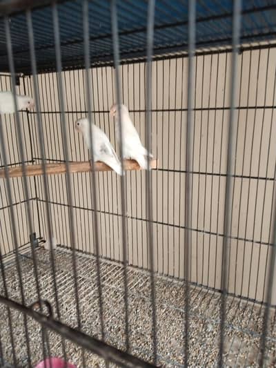 Albino love birds