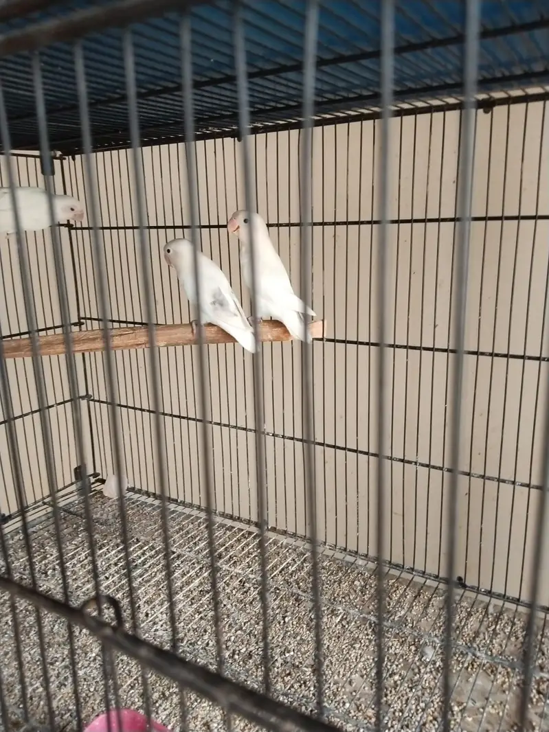 Albino love birds — photo 2