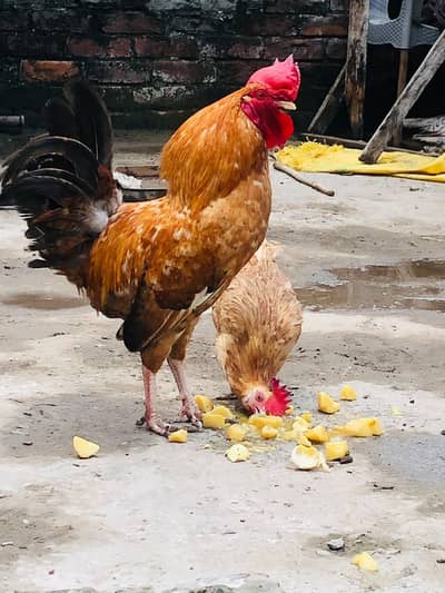 Golden Desi Pair egg laying