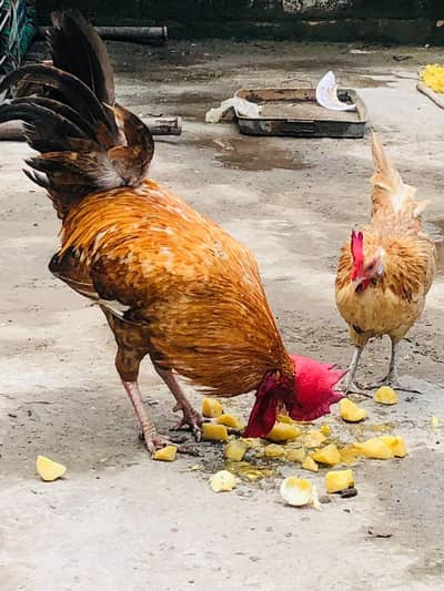 Golden Desi egg laying