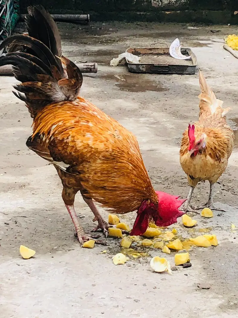 Golden Desi Pair egg laying — photo 2