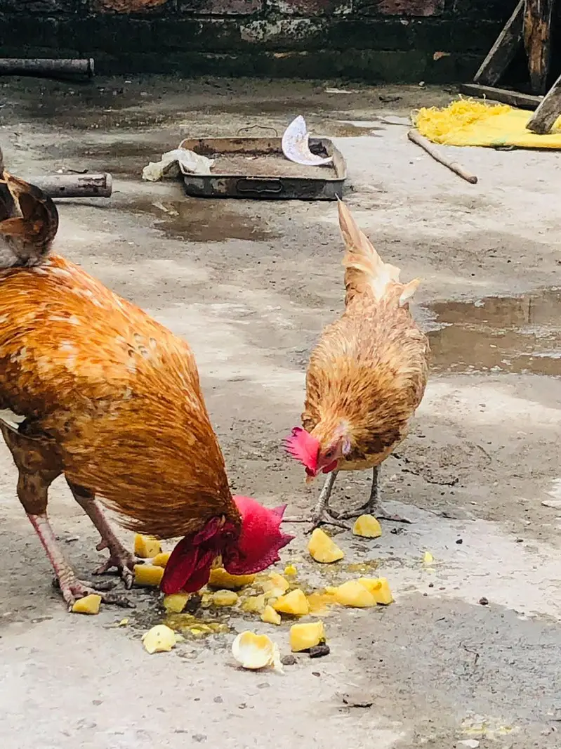 Golden Desi Pair egg laying — photo 3