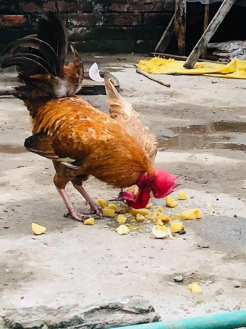 Golden Desi Pair egg laying — photo 4