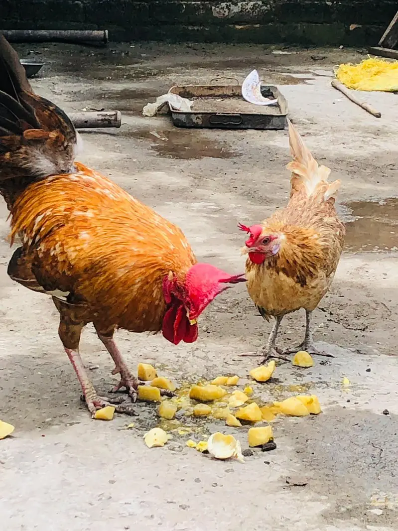 Golden Desi Pair egg laying — photo 5