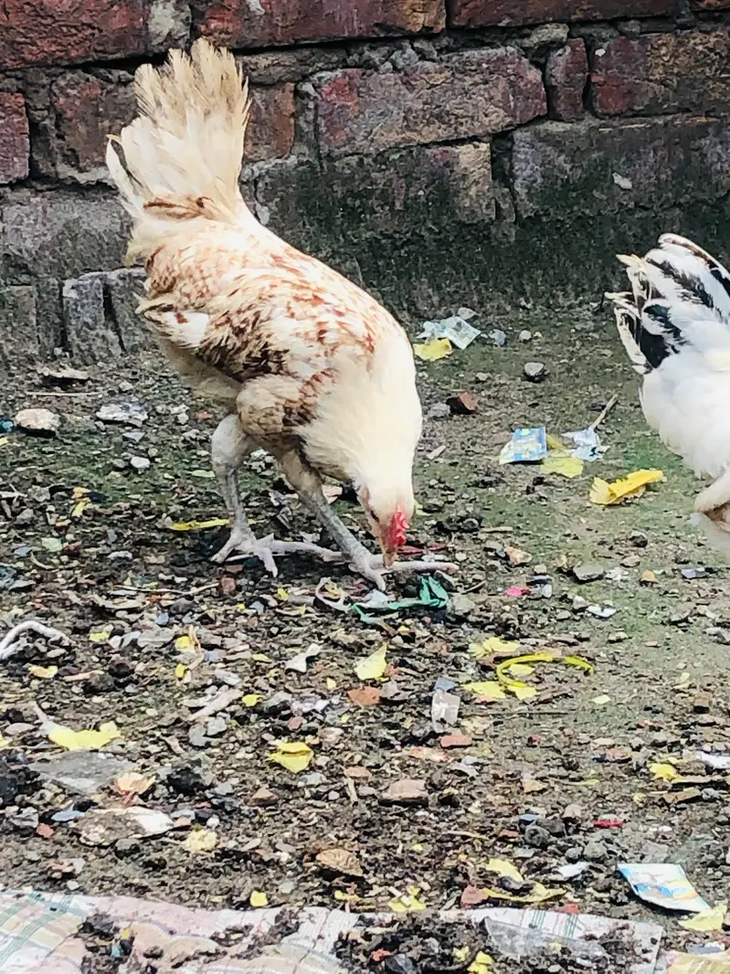 Golden Desi Pair egg laying — photo 6