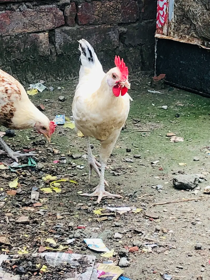 Golden Desi Pair egg laying — photo 7