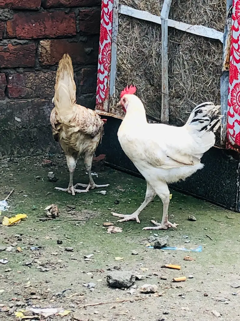 Golden Desi Pair egg laying — photo 8