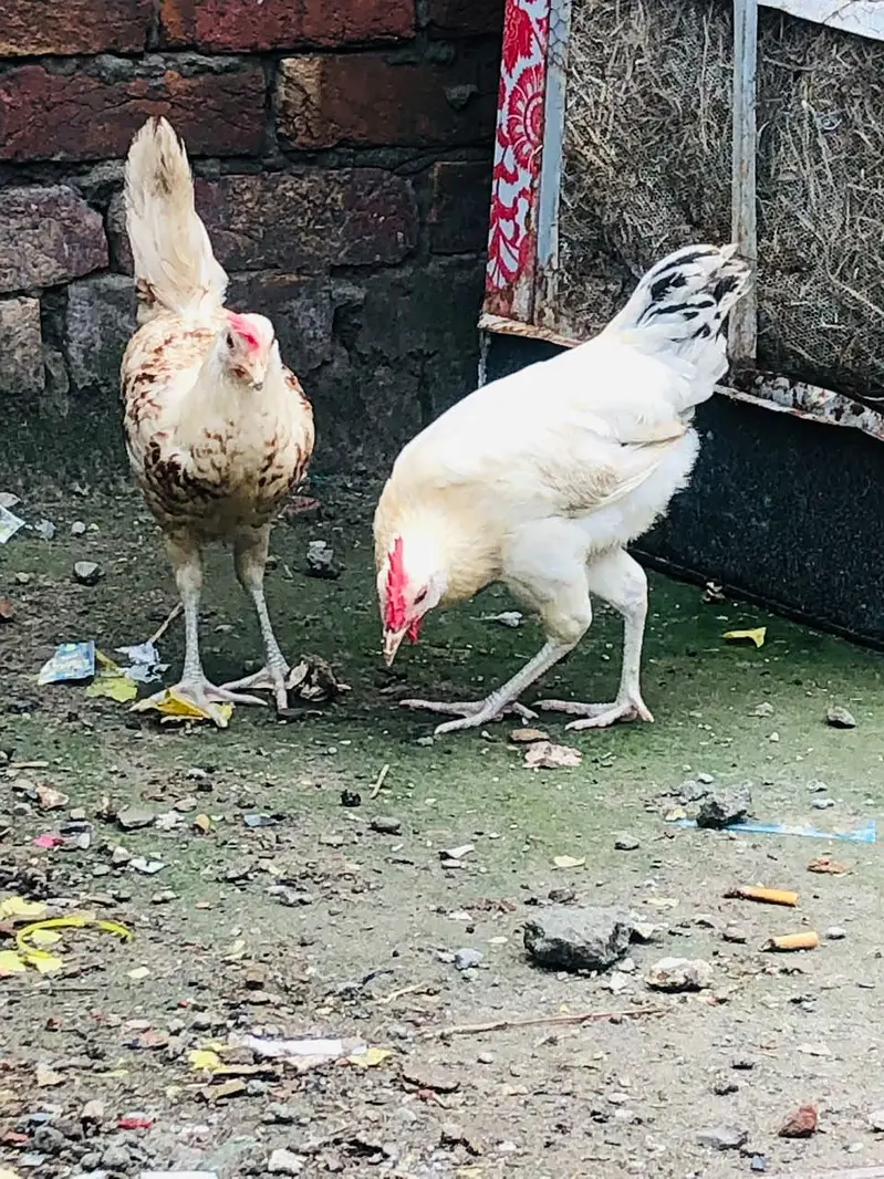 Golden Desi Pair egg laying — photo 9