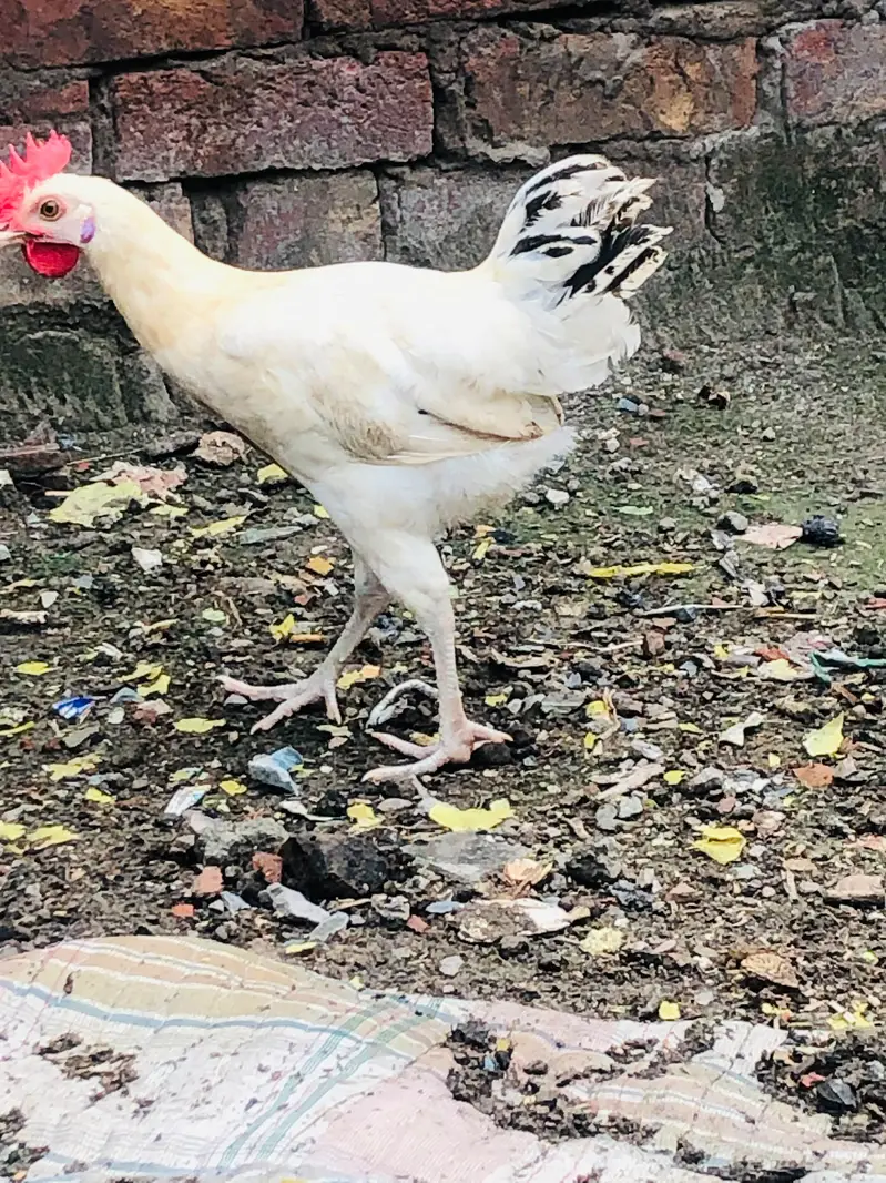 Golden Desi Pair egg laying — photo 10