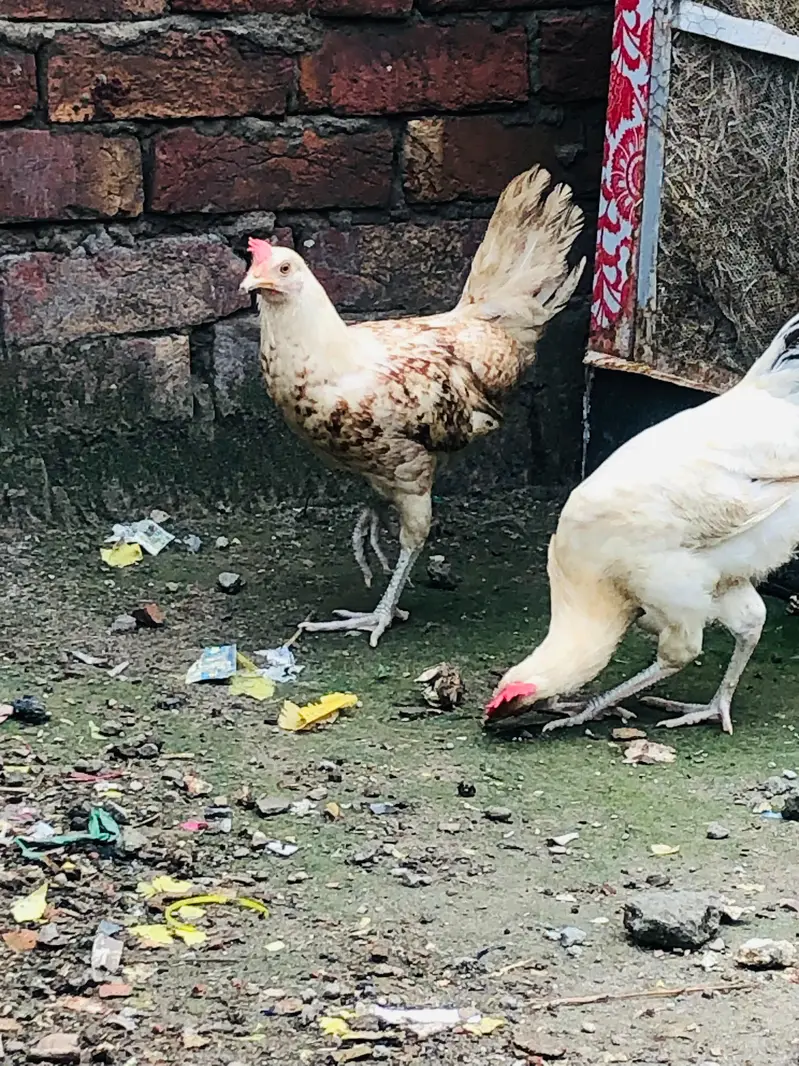 Golden Desi Pair egg laying — photo 11