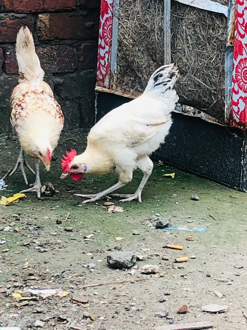 Golden Desi Pair egg laying — photo 12
