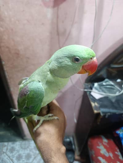 1 Tam