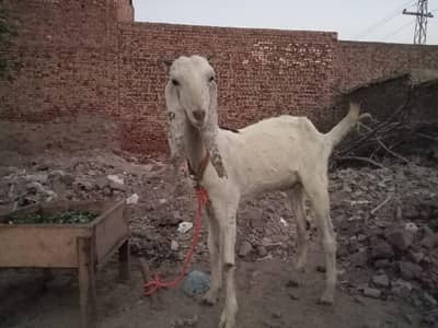 Beetal Goat For Sale