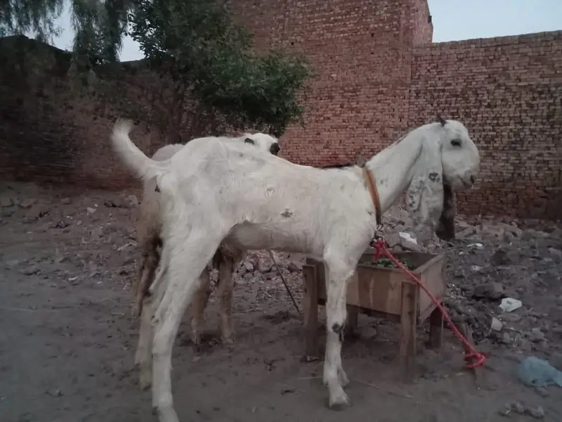 Beetal Goat For Sale — photo 2