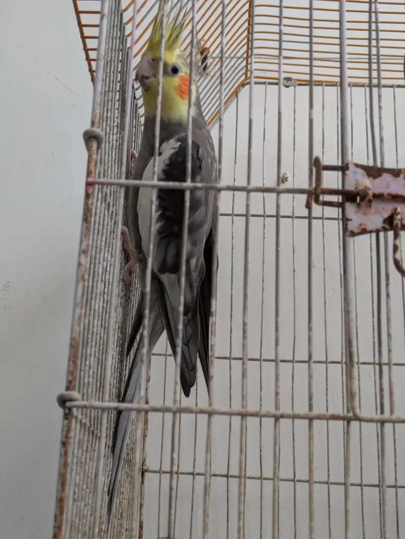 cocktailmale bhut piyara hai — photo 4