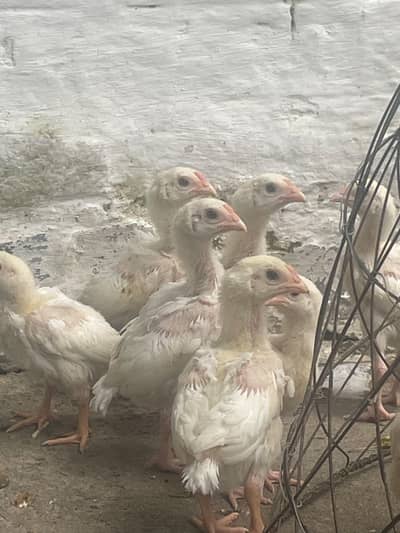 heera aseel high quality chicks