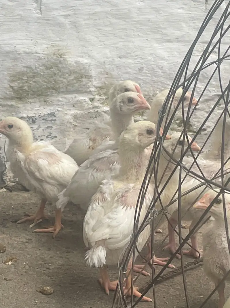 heera aseel high quality chicks — photo 2