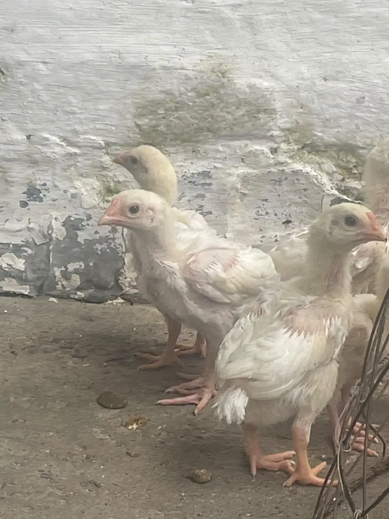 heera aseel high quality chicks — photo 3