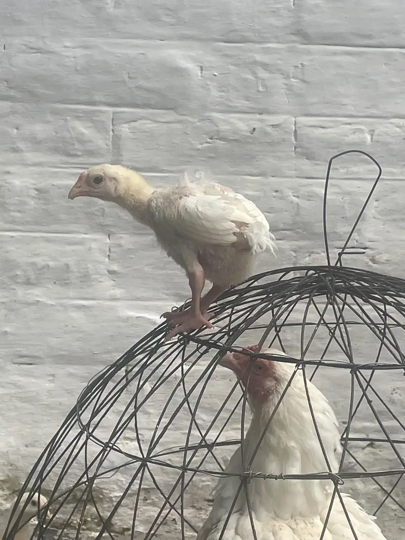 heera aseel high quality chicks — photo 4