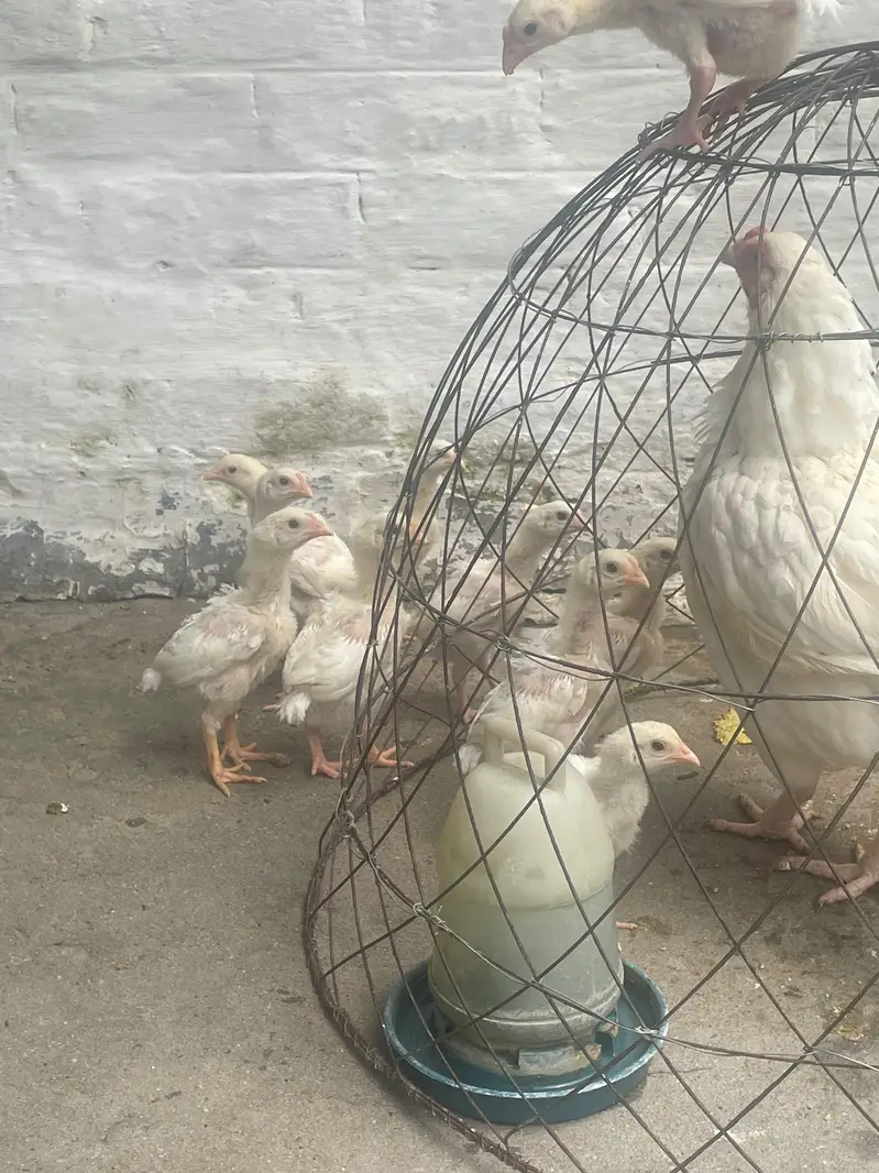 heera aseel high quality chicks — photo 5