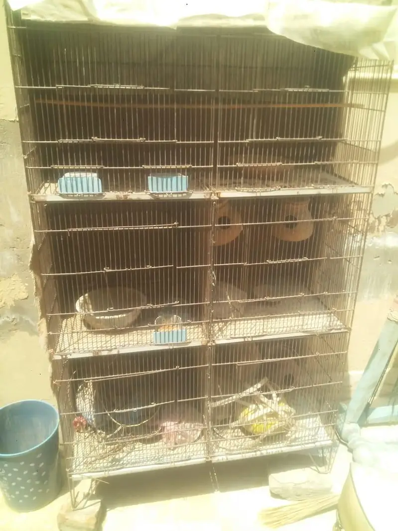 iron cage urgent sale — photo 4