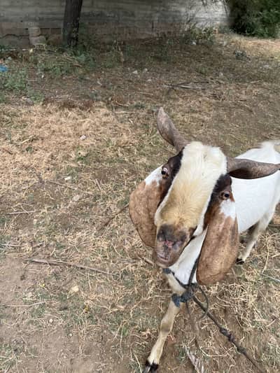 Male Goat for sale
