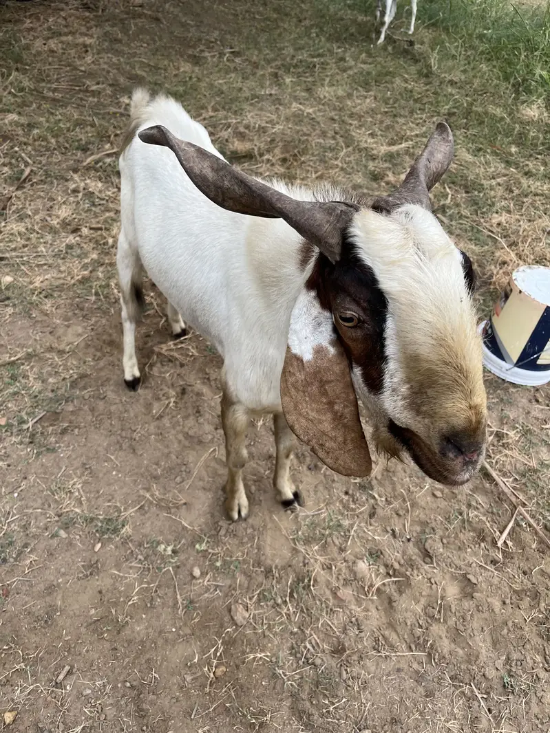 Male Goat for sale — photo 2