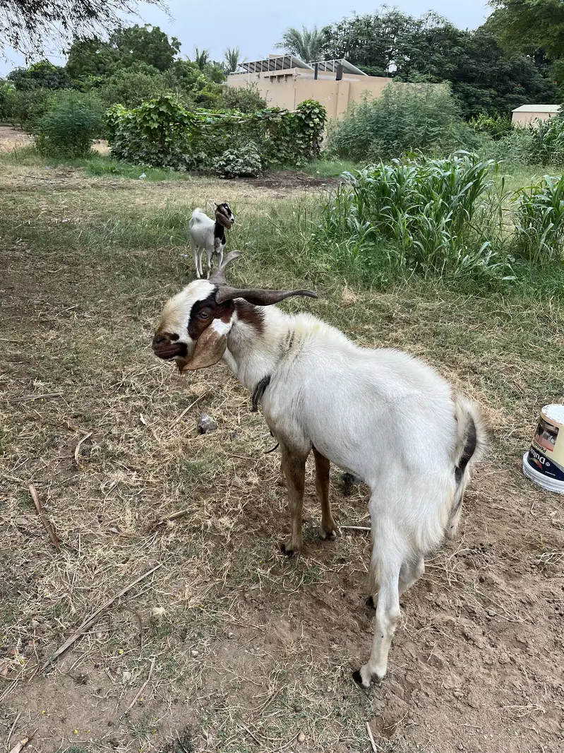 Male Goat for sale — photo 3