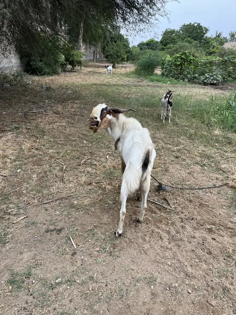 Male Goat for sale — photo 4