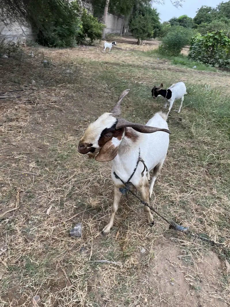 Male Goat for sale — photo 5