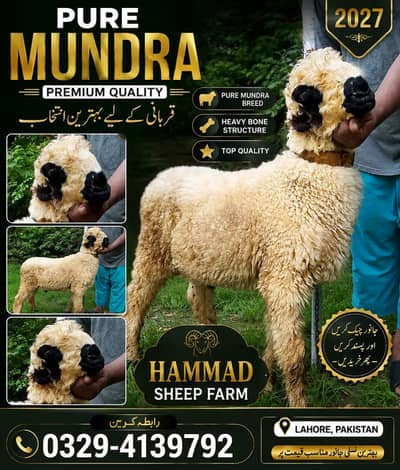 AZADI SPECIAL OFFER   PURE MUNDRA — PREMIUM QUALITY