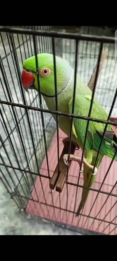 ringneck parrot bolny wala h