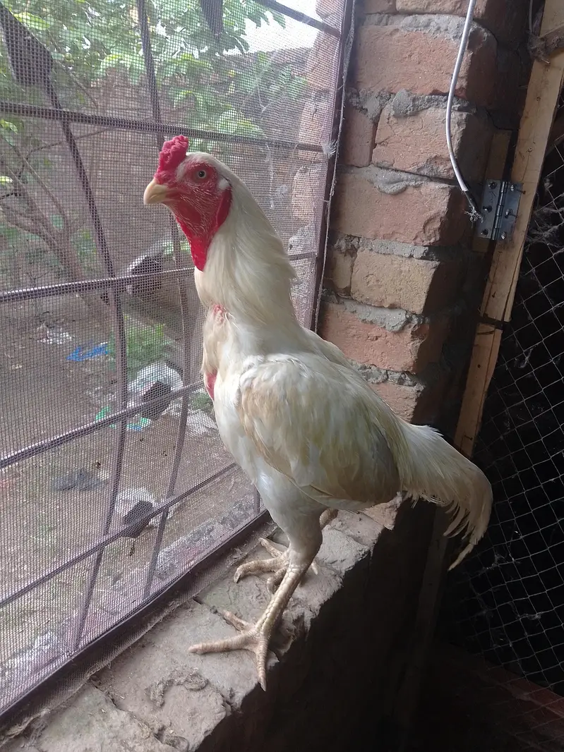 Aseel Heera paper white murga for sale — photo 3