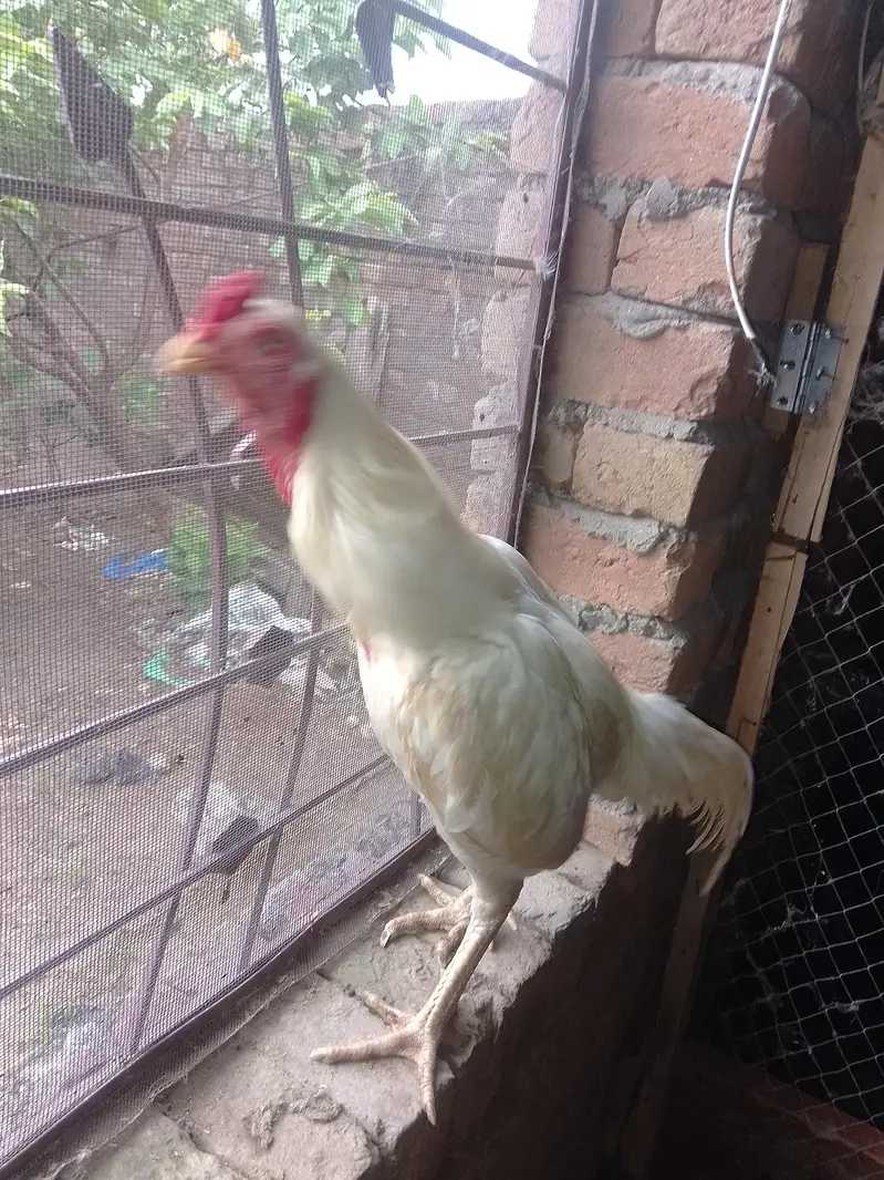 Aseel Heera paper white murga for sale — photo 4