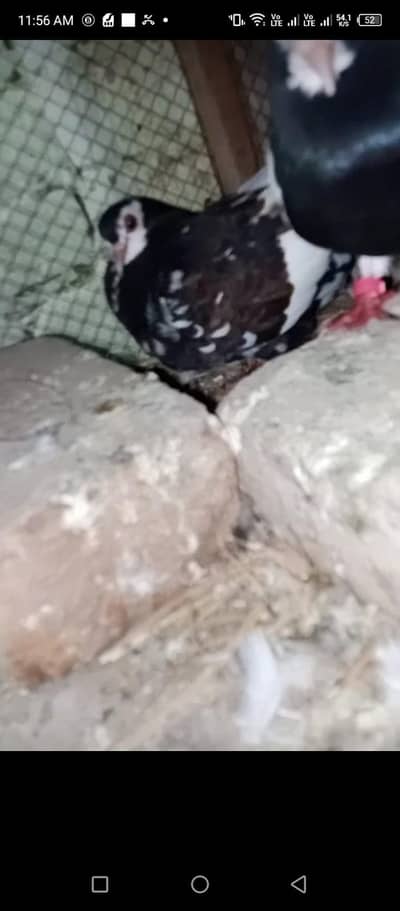 black Khal breeder pair guldar kalyara  with eggs