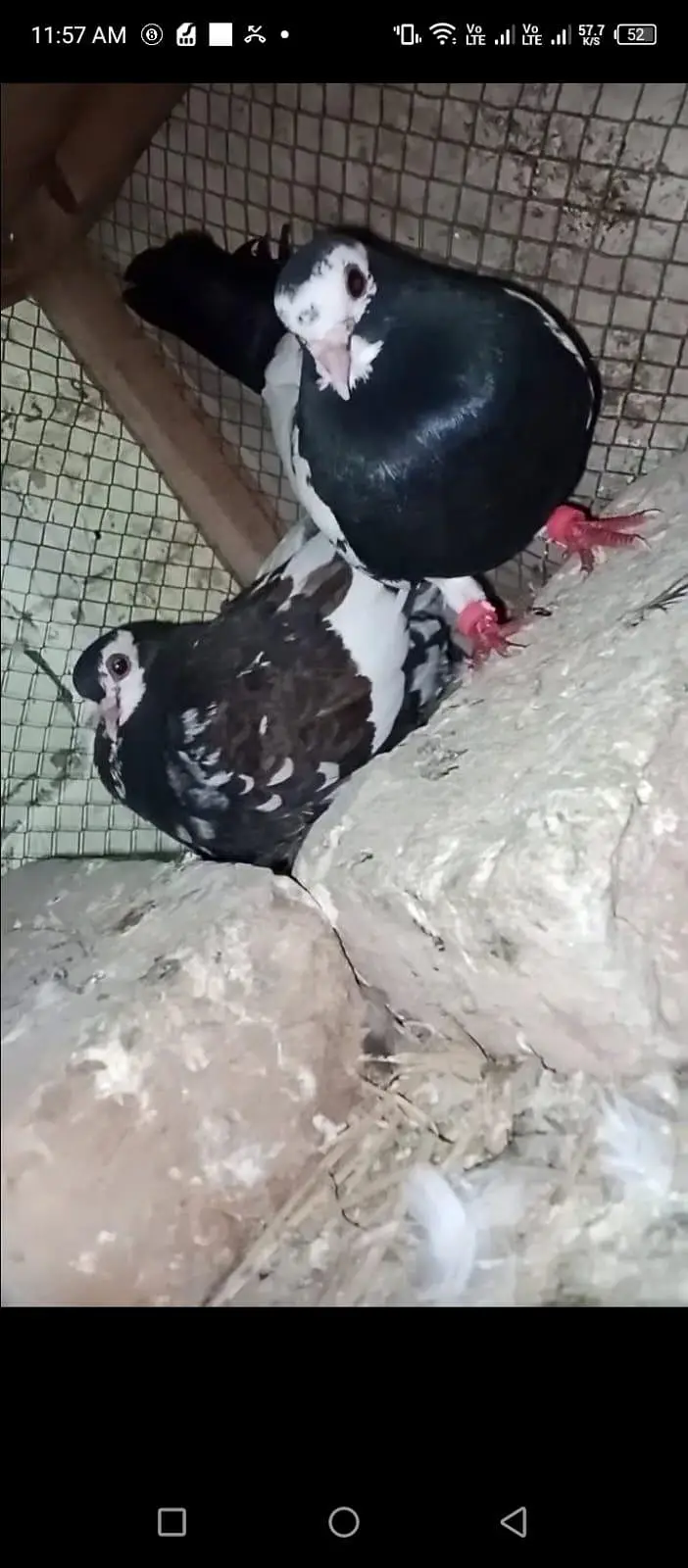 black Khal breeder pair guldar kalyara  with eggs — photo 2