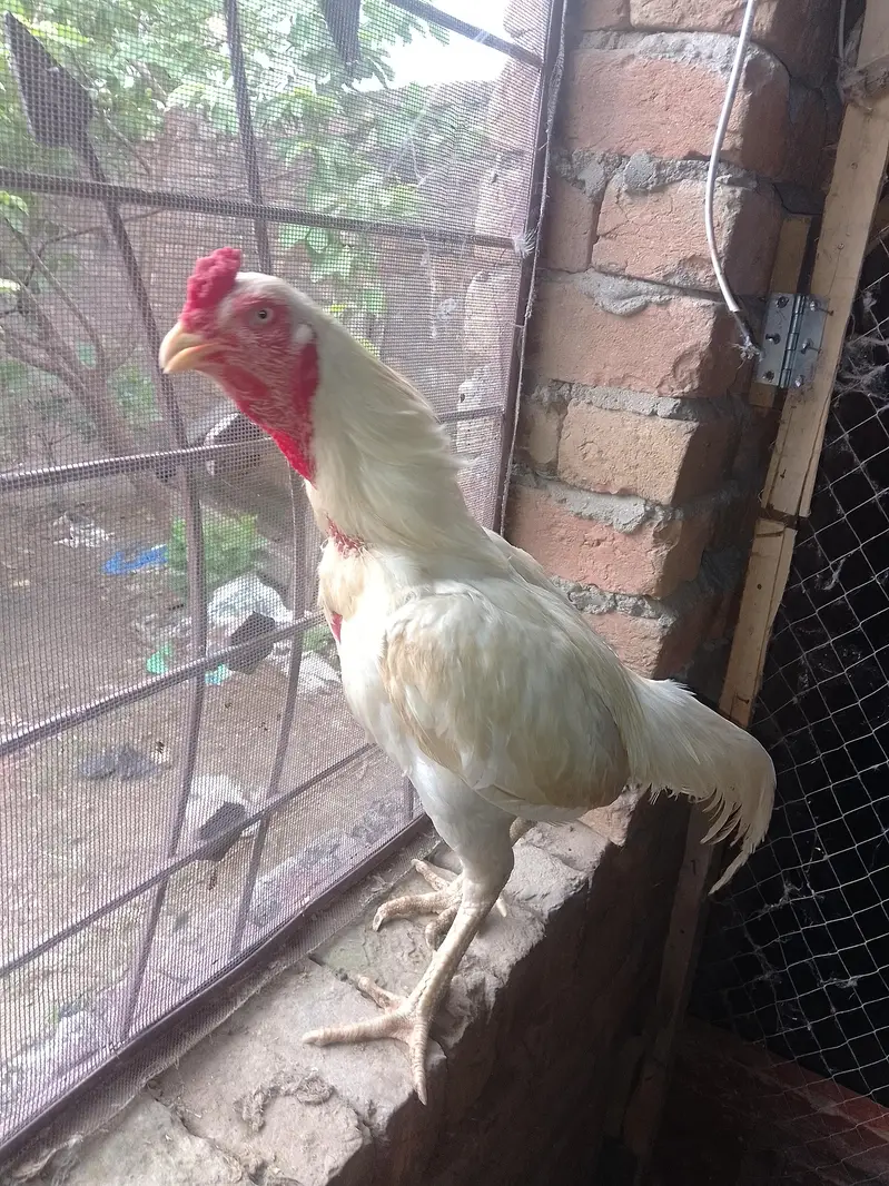 Paper white Aseel heera murga for sale — photo 3