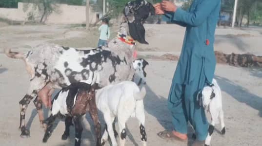 3 bacchon wale bakri for sale call me+