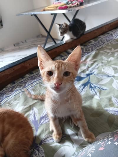 Kittens for Adoption