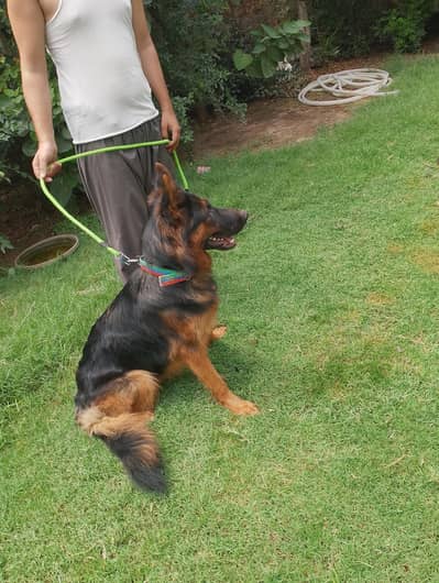 German Shepherd
