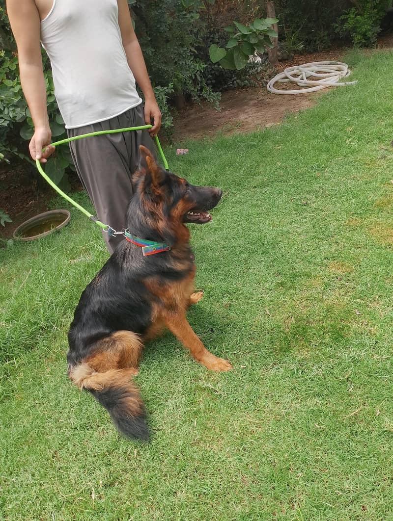 German Shepherd 0