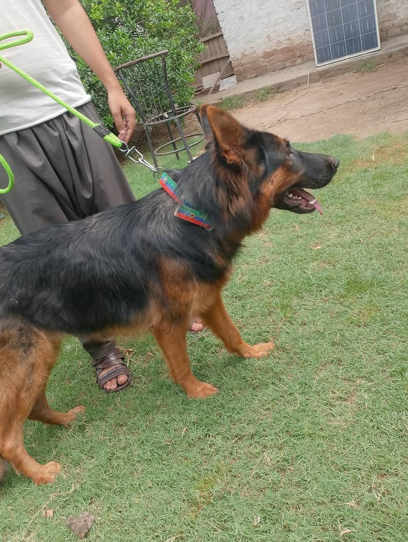 German Shepherd 1