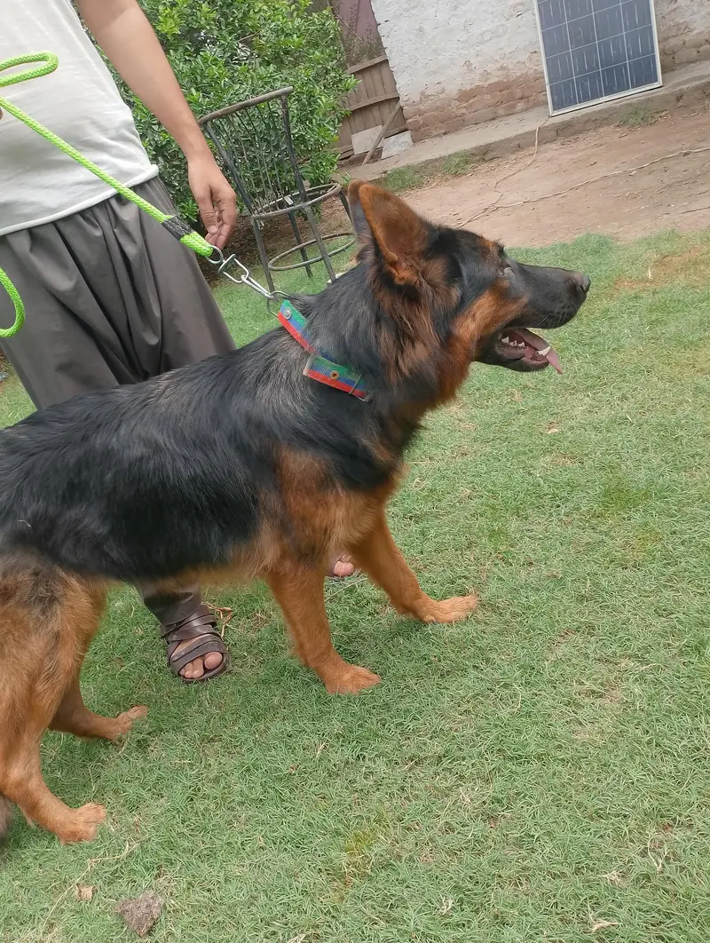 German Shepherd — photo 2