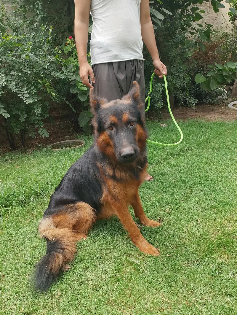 German Shepherd — photo 3