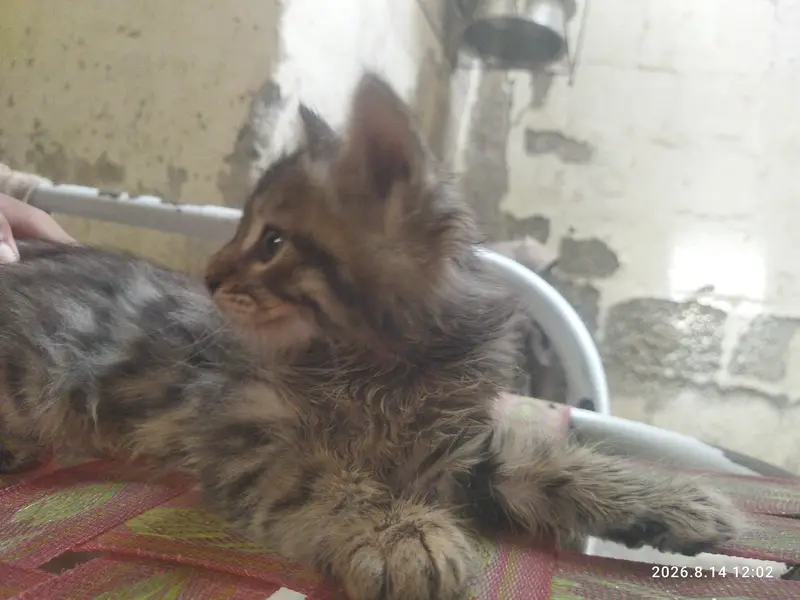Grey Persian cat — photo 3