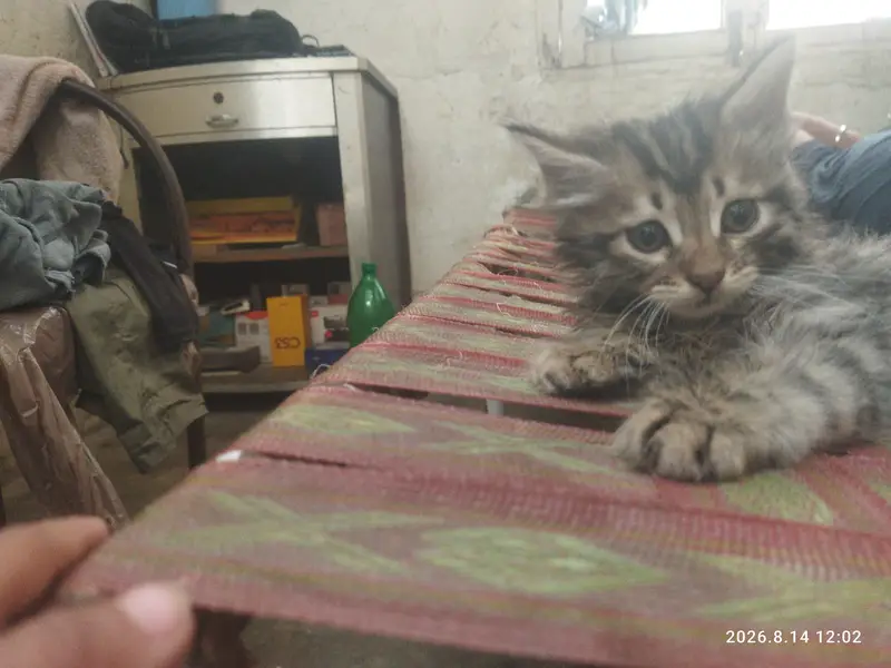 Grey Persian cat — photo 4