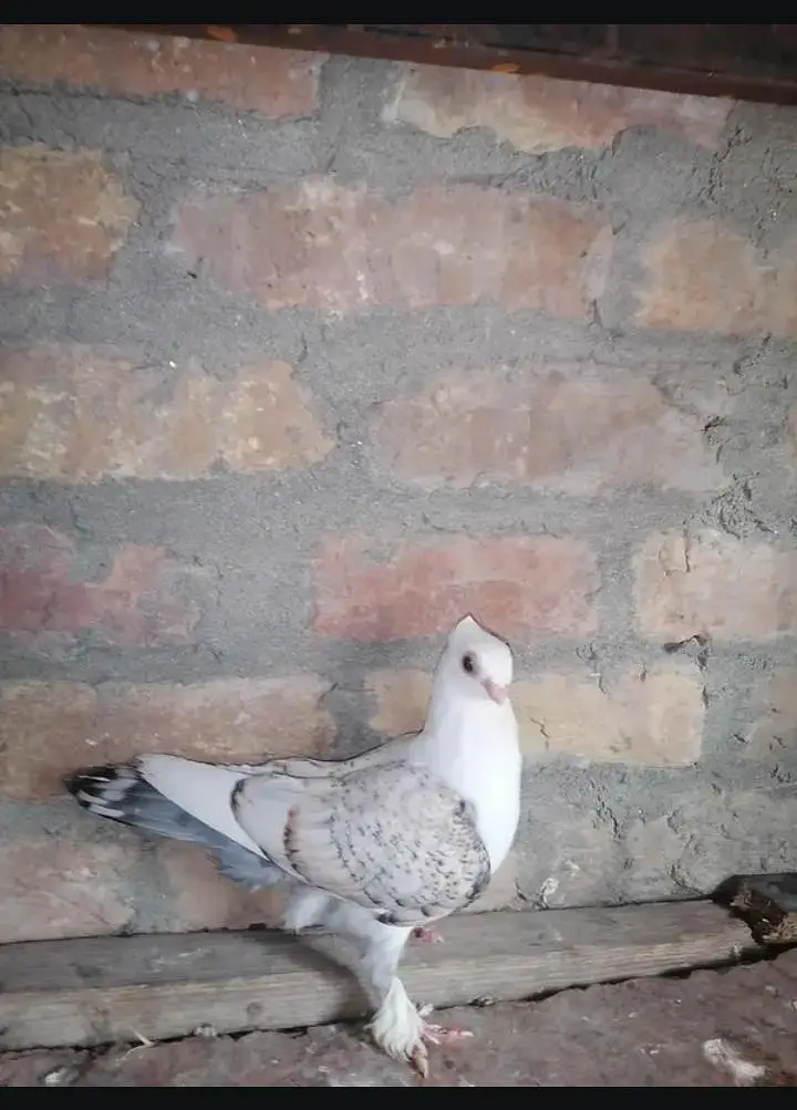 Fancy Bird For Sale — photo 2